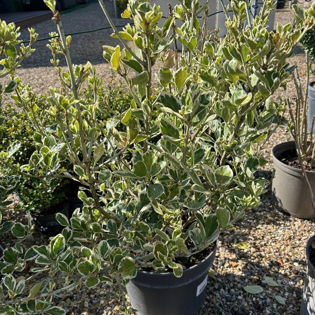 Euonymus japonicus 'Kathy' available from Cedar Nursery, Surrey