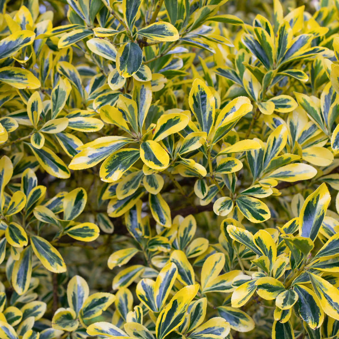 Euonymus japonicus Microphyllus Aureomarginatus 2L at Cedar Nursery Surrey