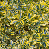 Euonymus japonicus Microphyllus Aureomarginatus 2L at Cedar Nursery Surrey