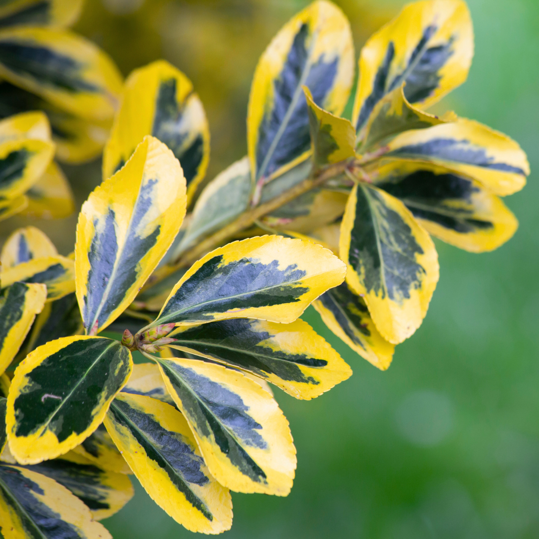 Euonymus japonicus Microphyllus Aureomarginatus 2L at Cedar Nursery Surrey