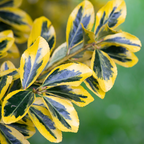 Euonymus japonicus Microphyllus Aureomarginatus 2L at Cedar Nursery Surrey