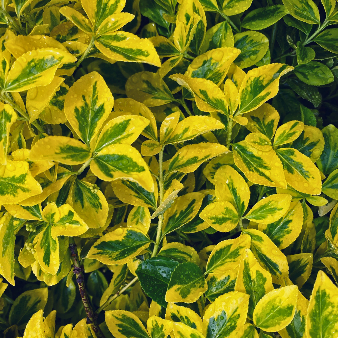 Euonymus japonicus Microphyllus Aureovariegatus 2L at Cedar Nursery Surrey