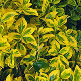 Euonymus japonicus Microphyllus Aureovariegatus 2L at Cedar Nursery Surrey