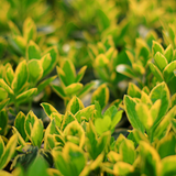 Euonymus japonicus Microphyllus Aureovariegatus 2L at Cedar Nursery Surrey