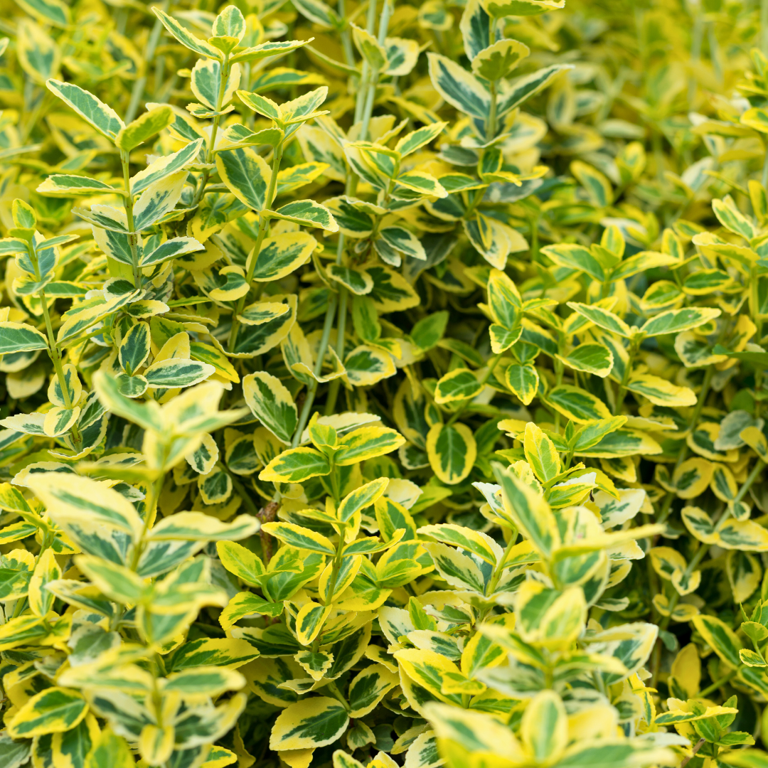 Euonymus japonicus Ovatus Aureus 2L at Cedar Nursery Surrey
