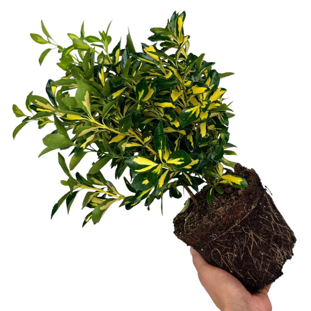 Euonymus japonicus Ovatus Aureus 2L at Cedar Nursery Surrey