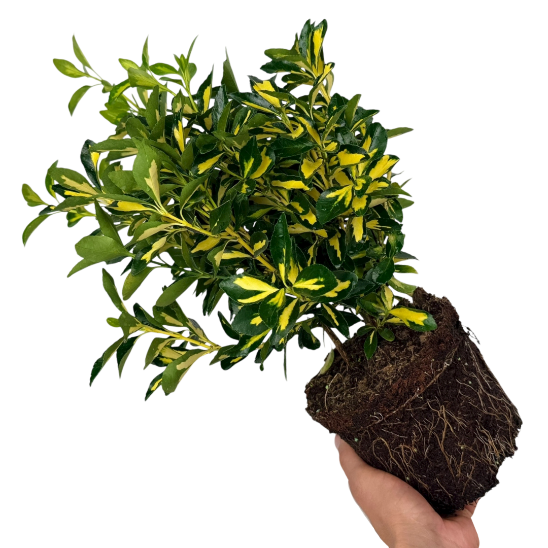 Euonymus japonicus Ovatus Aureus 2L at Cedar Nursery Surrey