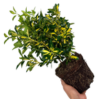Euonymus japonicus Ovatus Aureus 2L at Cedar Nursery Surrey