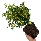 Euonymus japonicus Ovatus Aureus 2L at Cedar Nursery Surrey
