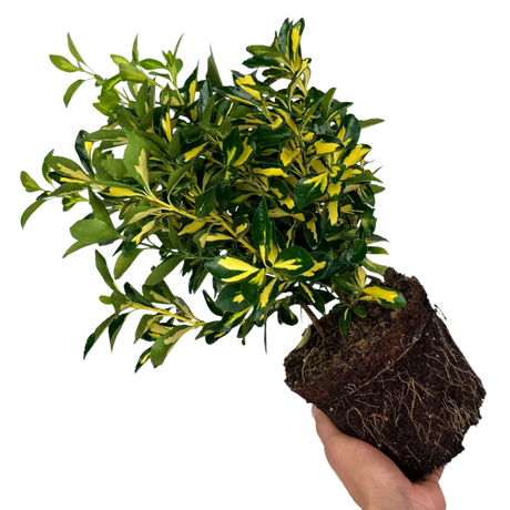 Euonymus japonicus Ovatus Aureus 2L at Cedar Nursery Surrey
