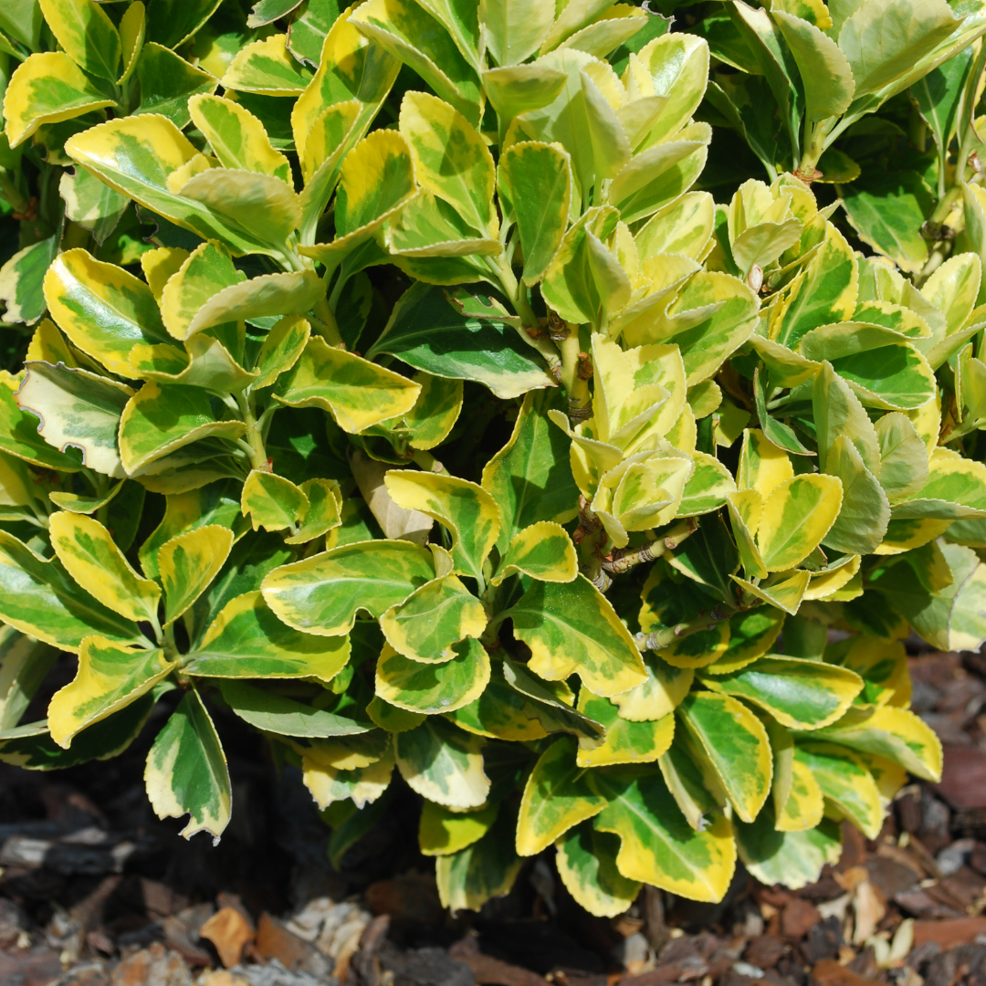 Euonymus japonicus Ovatus Aureus 2L at Cedar Nursery Surrey