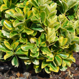 Euonymus japonicus Ovatus Aureus 2L at Cedar Nursery Surrey