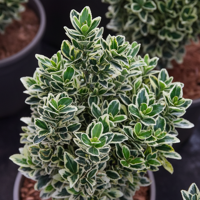 Euonymus japonicus White Spire 2L at Cedar Nursery Surrey