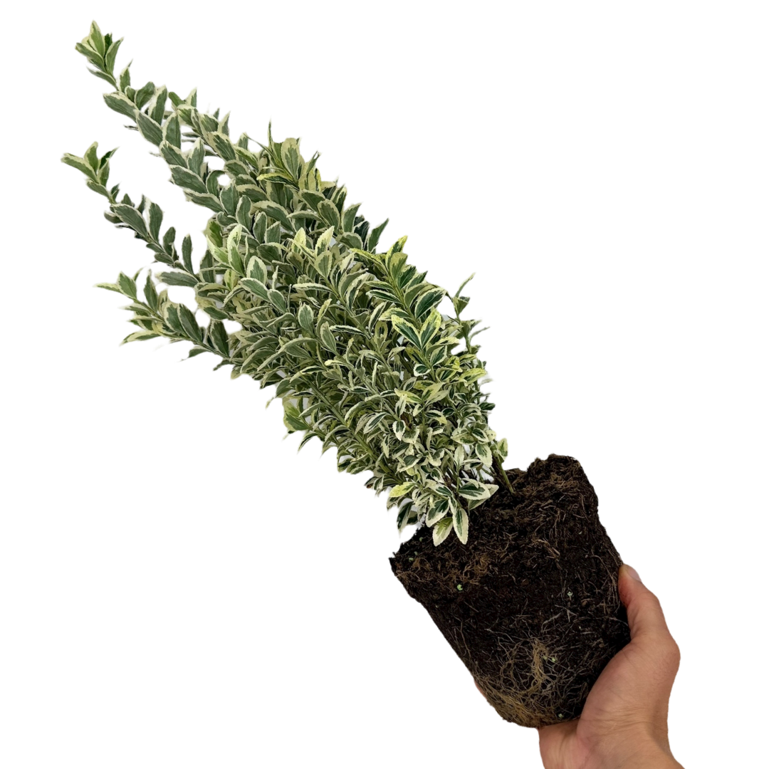 Euonymus japonicus 'White Spire'