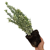 Euonymus japonicus 'White Spire'