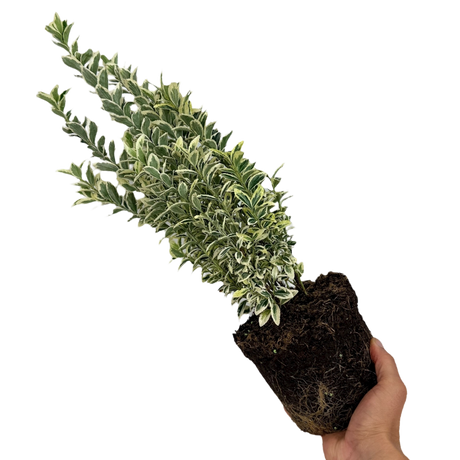 Euonymus japonicus White Spire 2L at Cedar Nursery Surrey
