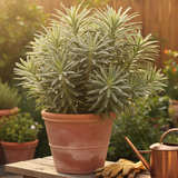 Euphorbia characias 'Silver Edge' (v) from Cedar Nursery, Cobham