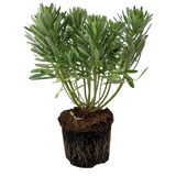 Euphorbia characias 'Silver Edge' (v) from Cedar Nursery, Cobham
