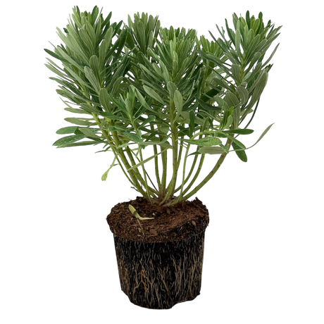 Euphorbia characias 'Silver Edge' (v) from Cedar Nursery, Cobham