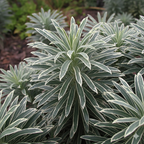 Euphorbia characias 'Silver Edge' (v) from Cedar Nursery, Cobham