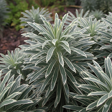 Euphorbia characias 'Silver Edge' (v) from Cedar Nursery, Cobham