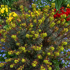 Euphorbia amygdaloides 'Purpurea' from Cedar Nursery, Cobham