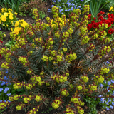 Euphorbia amygdaloides 'Purpurea' from Cedar Nursery, Cobham