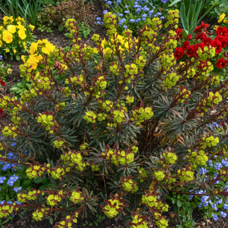 Euphorbia amygdaloides 'Purpurea' from Cedar Nursery, Cobham