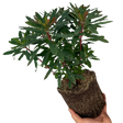Euphorbia amygdaloides 'Purpurea' from Cedar Nursery, Cobham