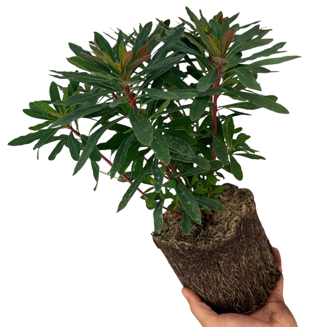 Euphorbia amygdaloides 'Purpurea' from Cedar Nursery, Cobham