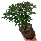 Euphorbia amygdaloides 'Purpurea' from Cedar Nursery, Cobham