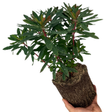 Euphorbia amygdaloides 'Purpurea' from Cedar Nursery, Cobham