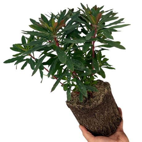 Euphorbia amygdaloides 'Purpurea' from Cedar Nursery, Cobham