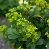 Euphorbia amygdaloides var robbiae 1L at Cedar Nursery Surrey