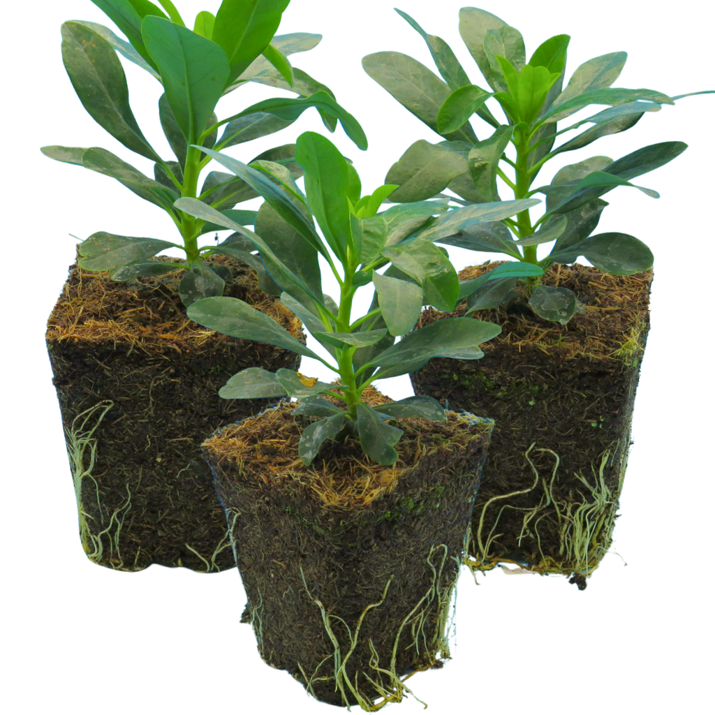 Euphorbia amygdaloides var robbiae 1L at Cedar Nursery Surrey