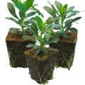 Euphorbia amygdaloides var robbiae 1L at Cedar Nursery Surrey
