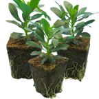 Euphorbia amygdaloides var robbiae 1L at Cedar Nursery Surrey