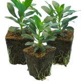 Euphorbia amygdaloides var robbiae 1L at Cedar Nursery Surrey