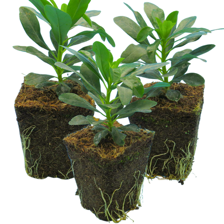Euphorbia amygdaloides var robbiae 1L at Cedar Nursery Surrey