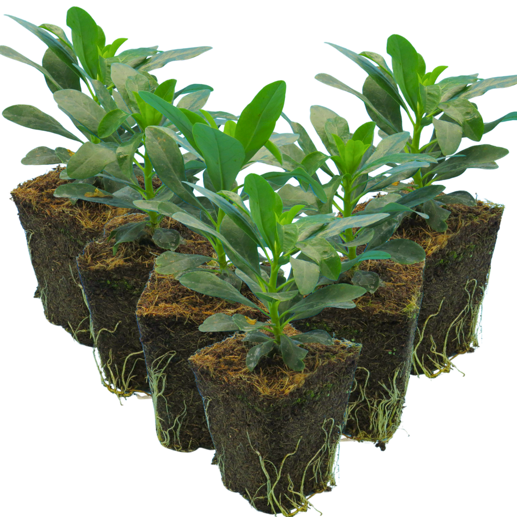 Euphorbia amygdaloides var robbiae 1L at Cedar Nursery Surrey