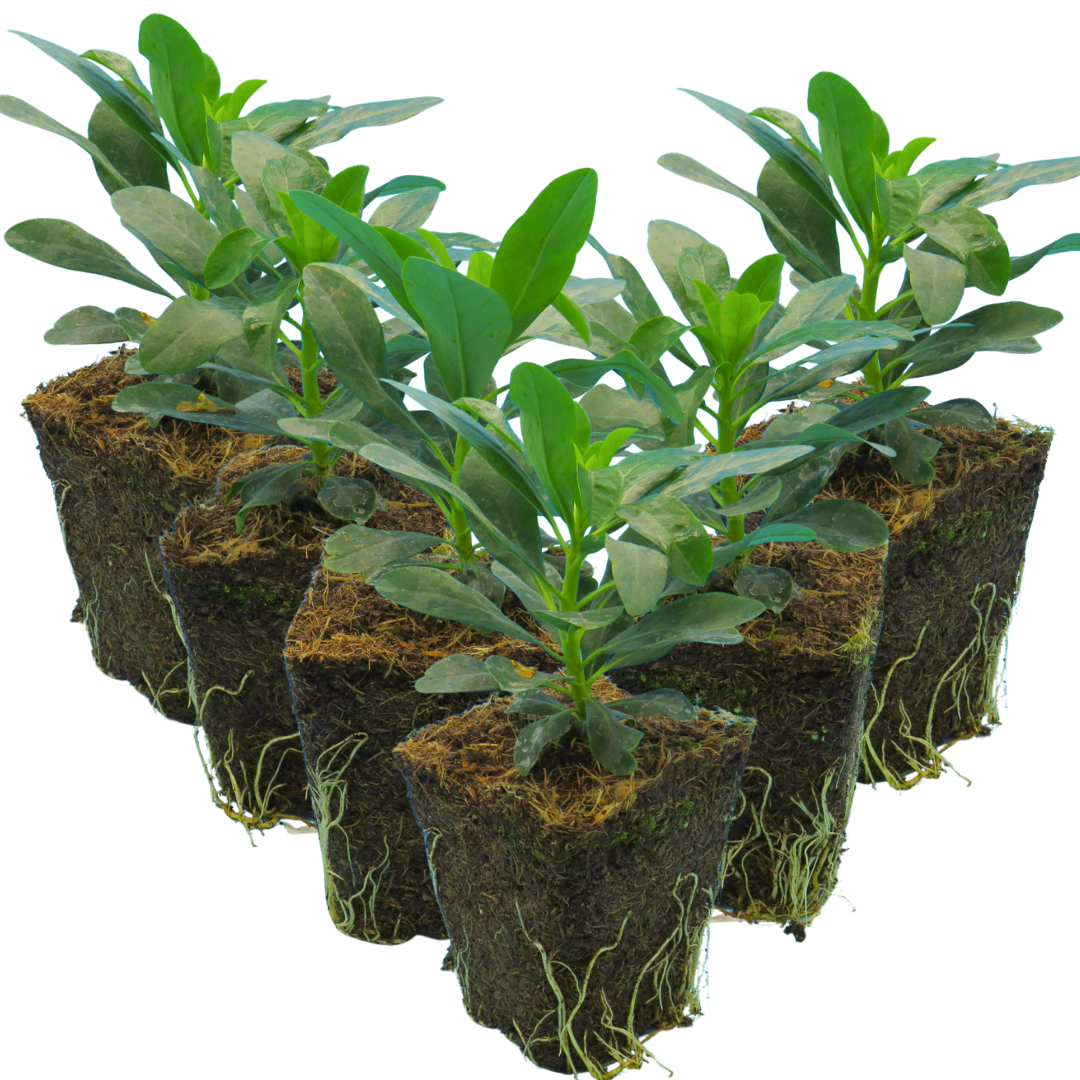 Euphorbia amygdaloides var robbiae 1L at Cedar Nursery Surrey