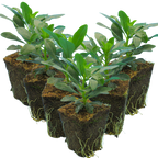 Euphorbia amygdaloides var robbiae 1L at Cedar Nursery Surrey