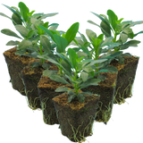 Euphorbia amygdaloides var robbiae 1L at Cedar Nursery Surrey