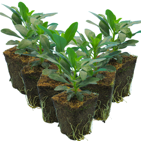 Euphorbia amygdaloides var robbiae 1L at Cedar Nursery Surrey