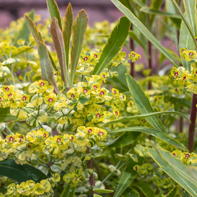Euphorbia x martini 'Ascot Rainbow' (v) from Cedar Nursery, Cobham
