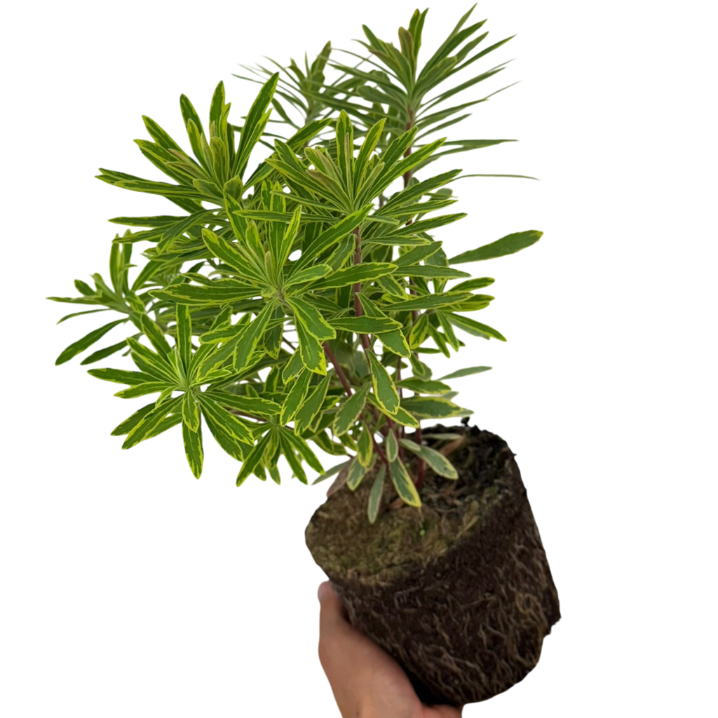Euphorbia x martini 'Ascot Rainbow' (v) from Cedar Nursery, Cobham