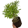 Euphorbia x martini 'Ascot Rainbow' (v) from Cedar Nursery, Cobham