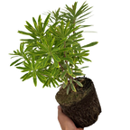 Euphorbia x martini 'Ascot Rainbow' (v) from Cedar Nursery, Cobham