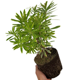 Euphorbia x martini 'Ascot Rainbow' (v)