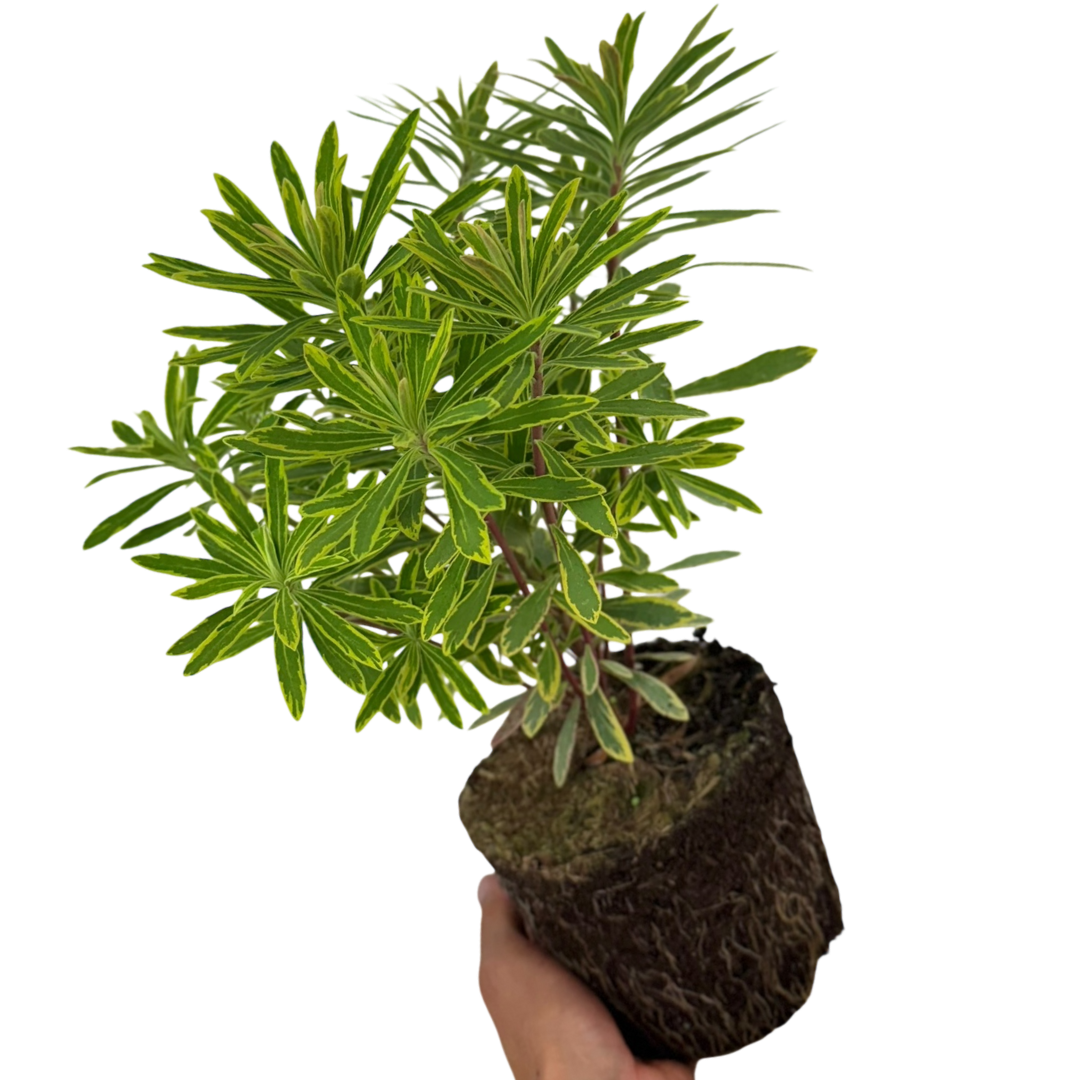 Euphorbia x martini 'Ascot Rainbow' (v) from Cedar Nursery, Cobham